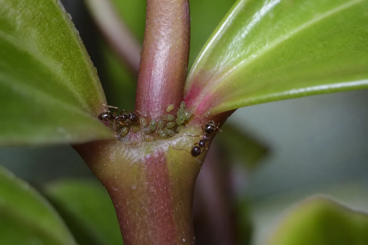 Close-up of Ants on Plant on Peperomia - diagnostic detail