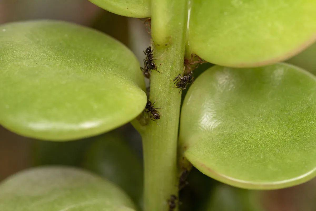 Close-up of Ants on Plant on Peperomia Hope - diagnostic detail