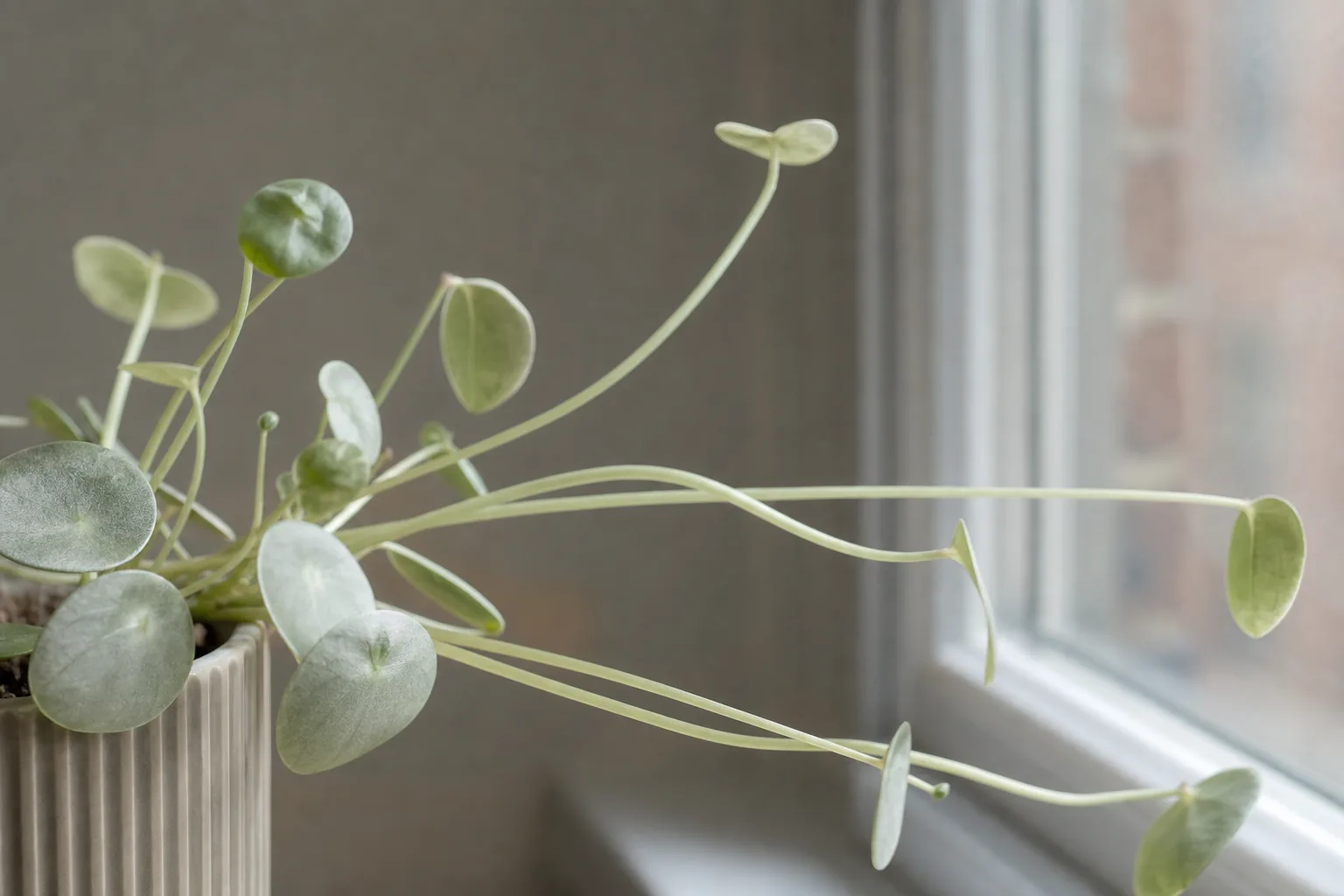 Peperomia Hope with long, widely spaced stems showing a sparse growth habit in low light