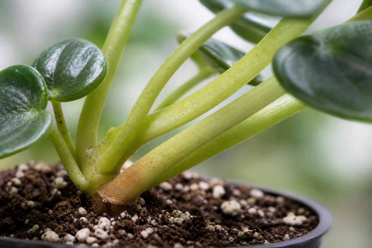 Close-up of Plant Leaning on Peperomia Hope - diagnostic detail