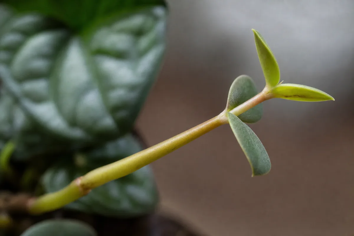 Close-up of Leggy Growth on Peperomia - diagnostic detail