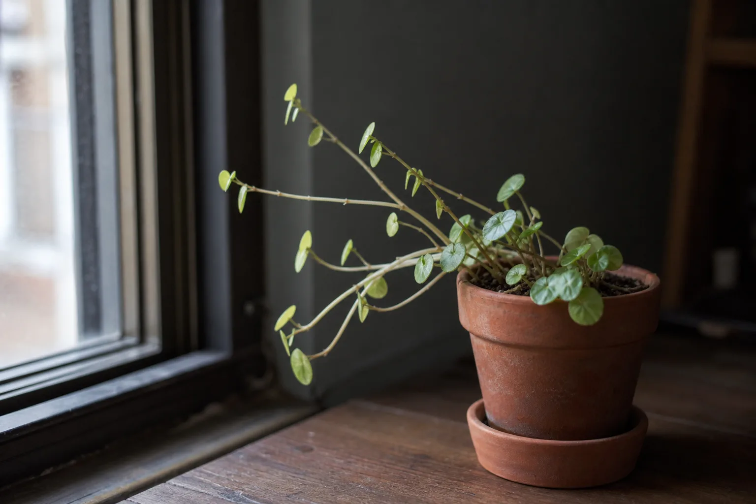Not Enough Light on Peperomia - visible symptom on the plant
