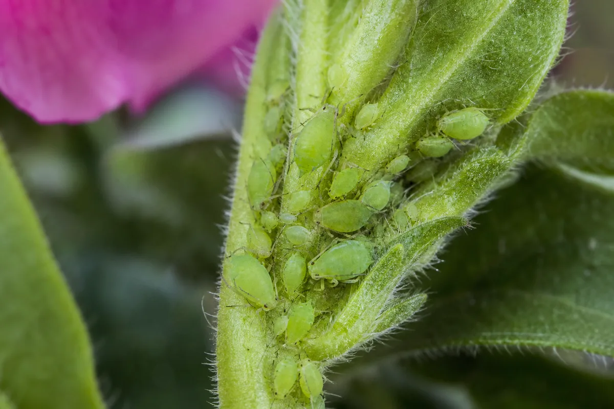 Close-up of Aphids on Petunia - diagnostic detail