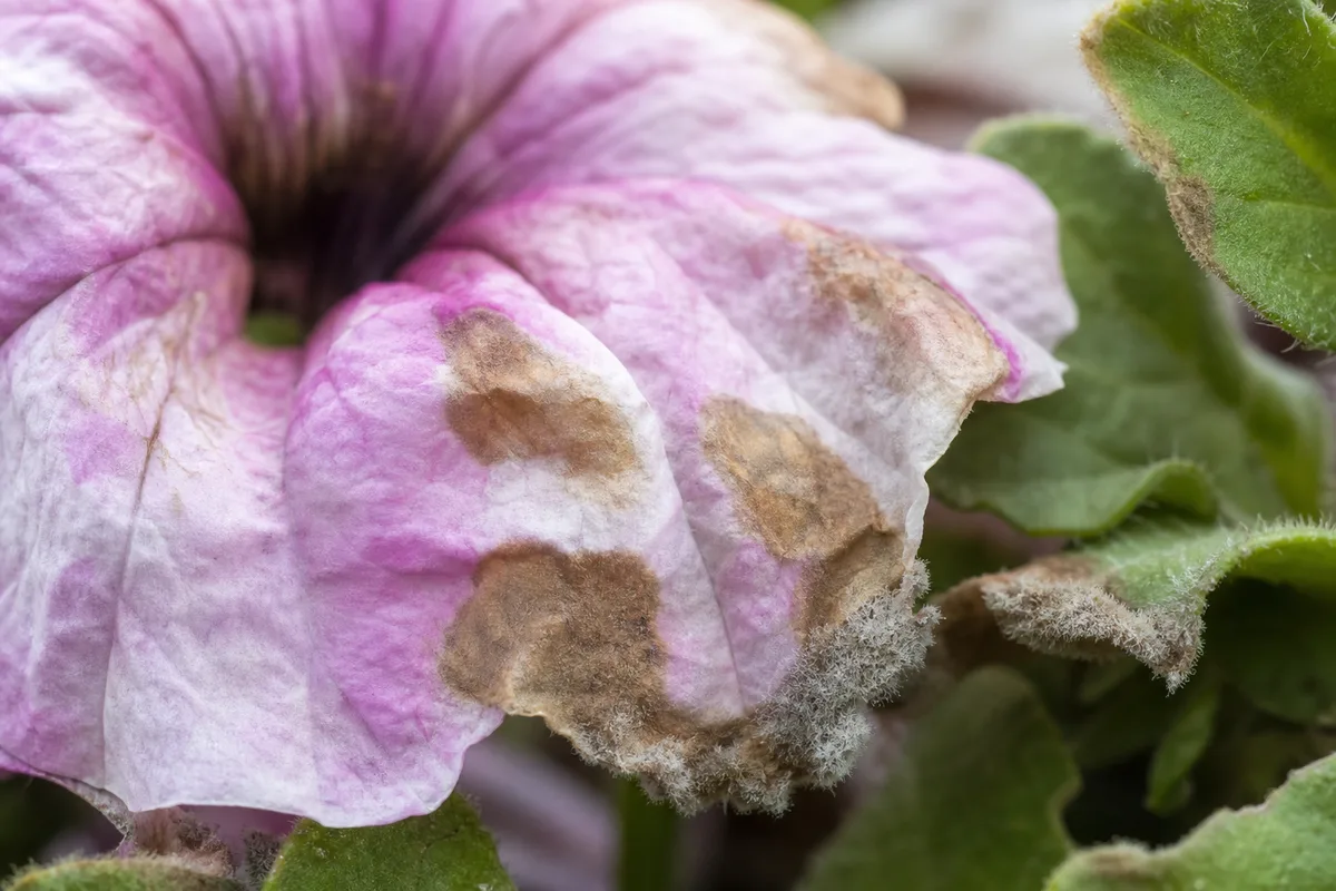 Close-up of Blight on Petunia - diagnostic detail