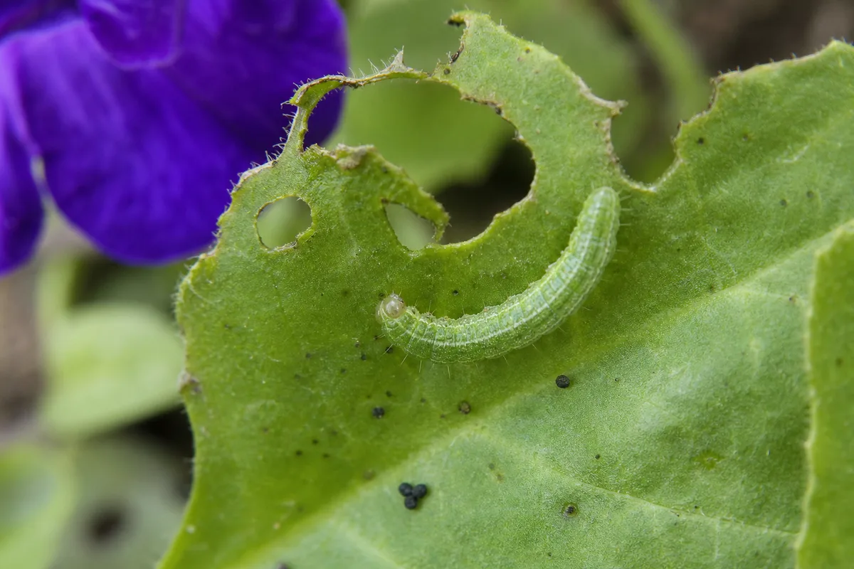 Close-up of Caterpillars on Petunia - diagnostic detail