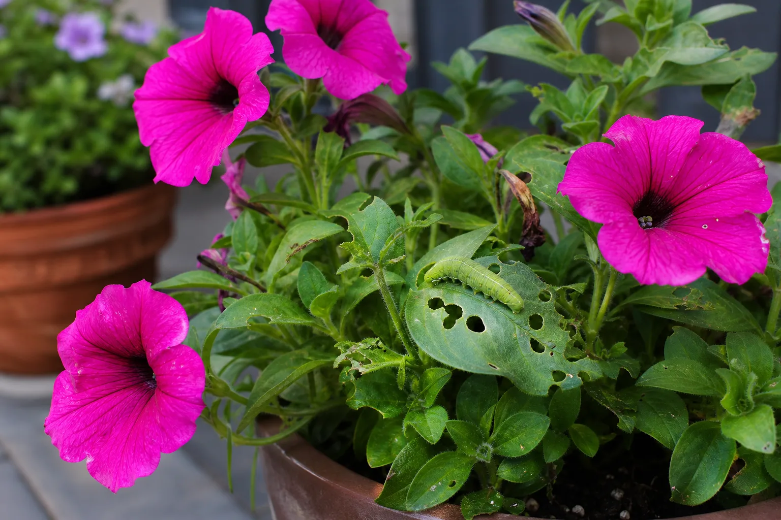 Caterpillars on Petunia - visible symptom on the plant