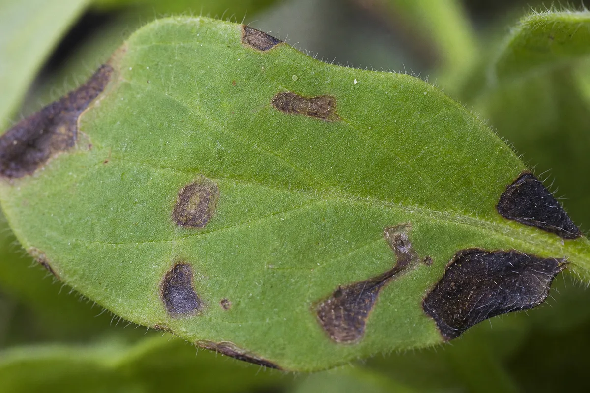 Close-up of Cold Damage on Petunia - diagnostic detail
