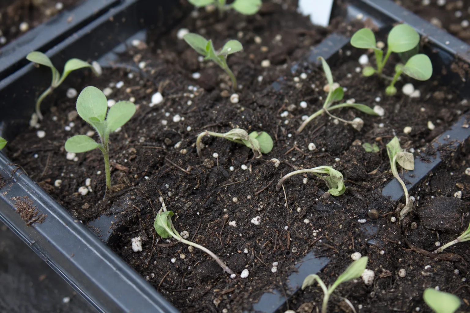 Damping Off on Petunia - visible symptom on the plant