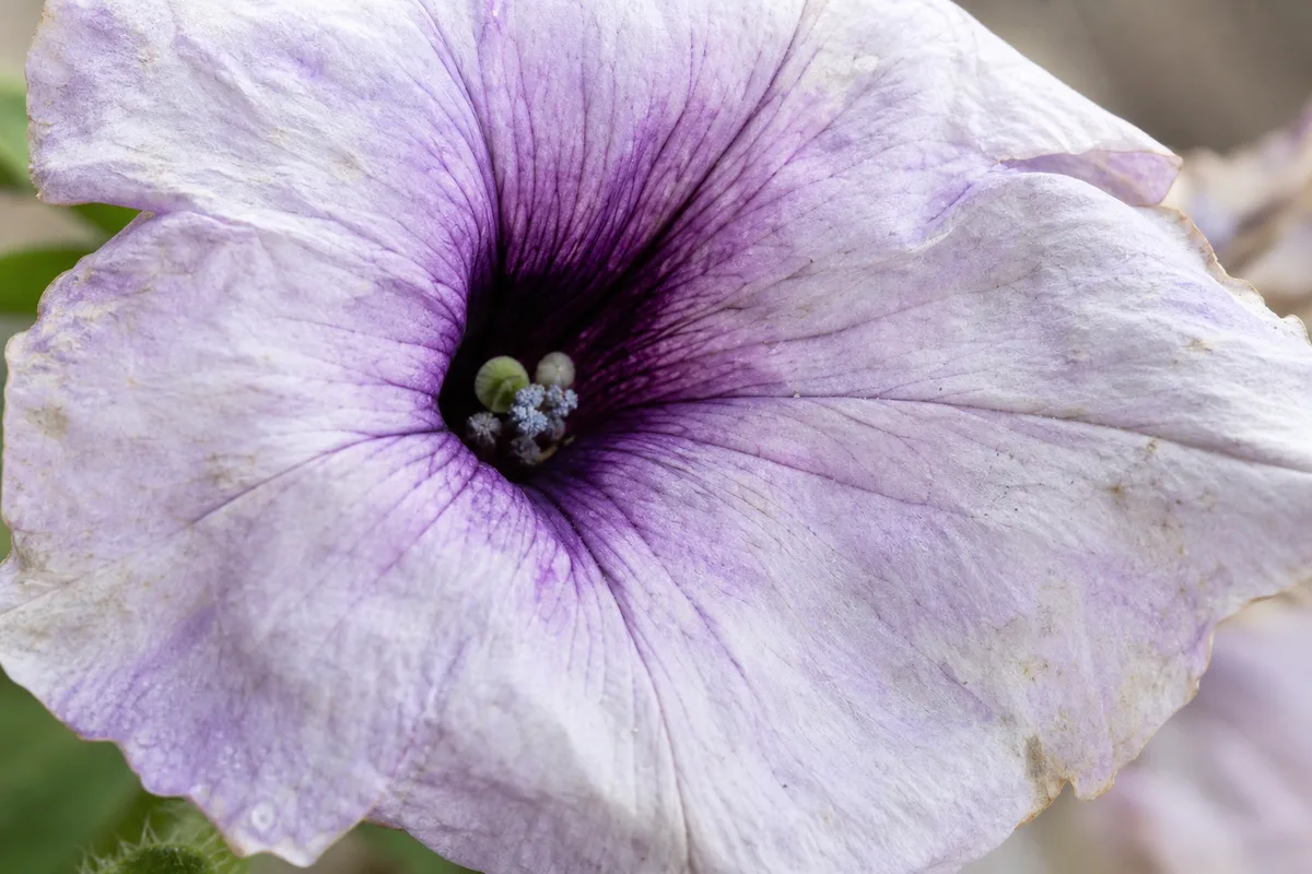 Close-up of Faded Flowers on Petunia - diagnostic detail