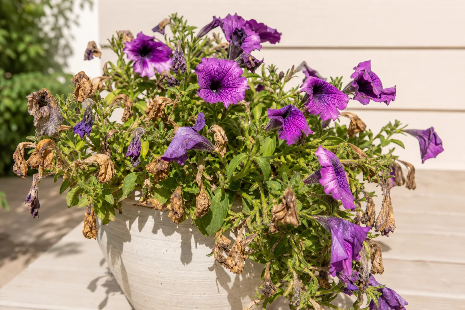 Flowers Turning Brown on Petunia - visible symptom on the plant