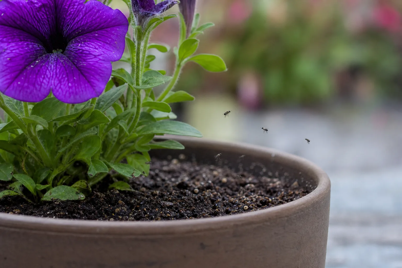 Fungus Gnats on Petunia - visible symptom on the plant