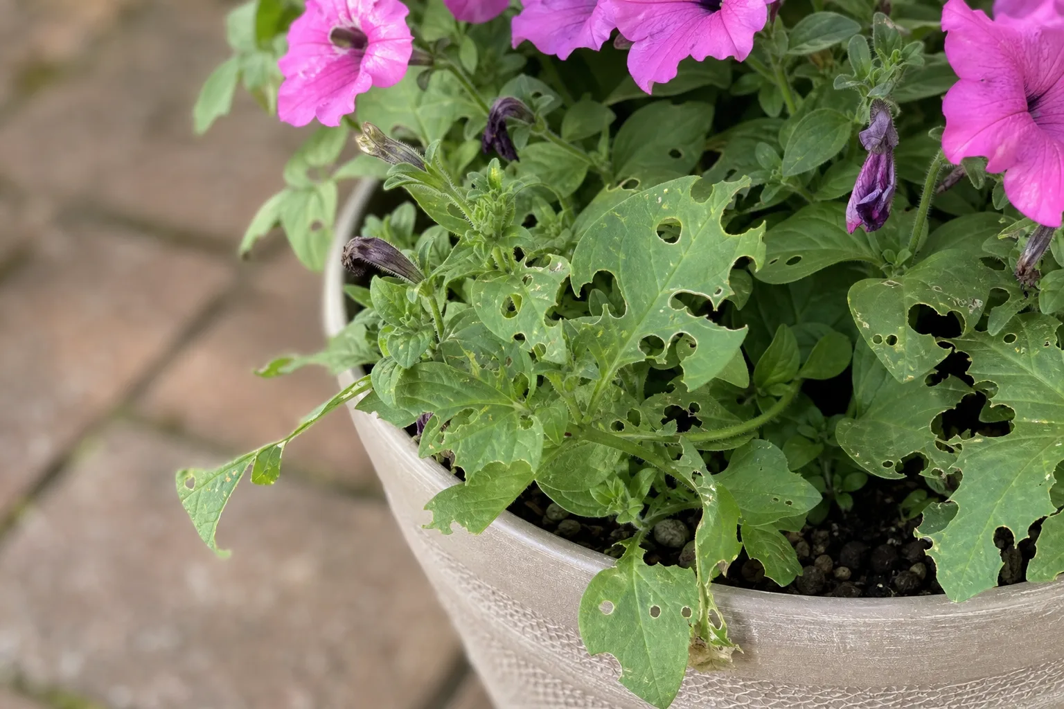 Holes in Leaves on Petunia - visible symptom on the plant