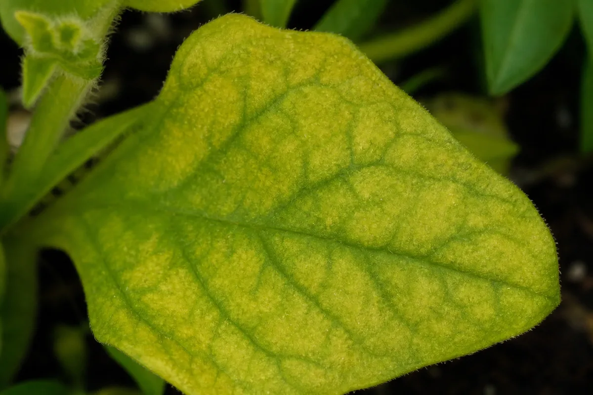Close-up of Iron Deficiency on Petunia - diagnostic detail