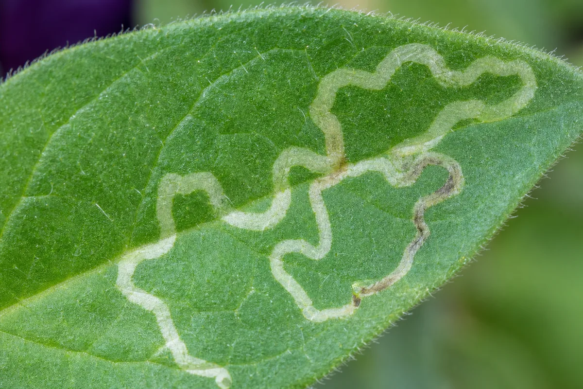 Close-up of Leaf Miners on Petunia - diagnostic detail