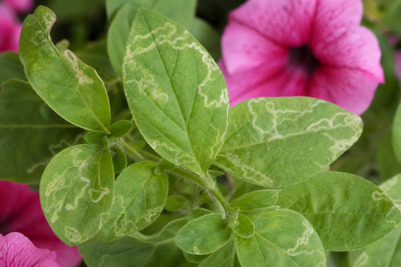 Leaf Miners on Petunia - visible symptom on the plant