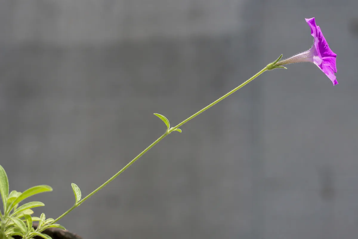 Close-up of Leggy Growth on Petunia - diagnostic detail