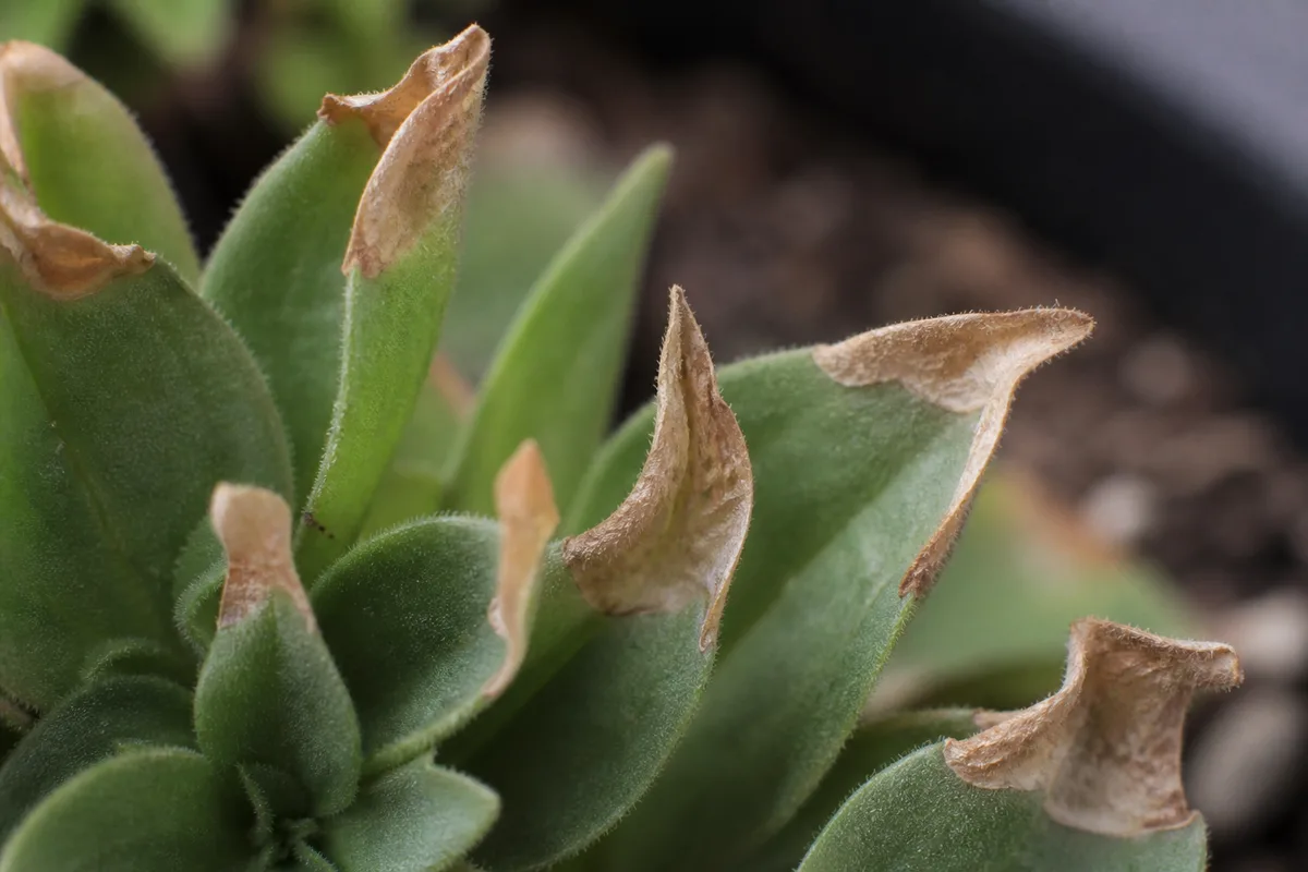 Close-up of Low Humidity on Petunia - diagnostic detail