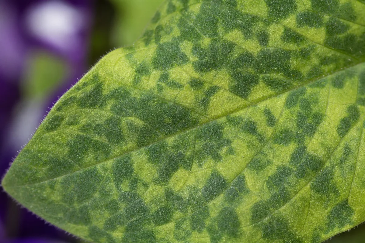 Close-up of Mosaic Virus on Petunia - diagnostic detail