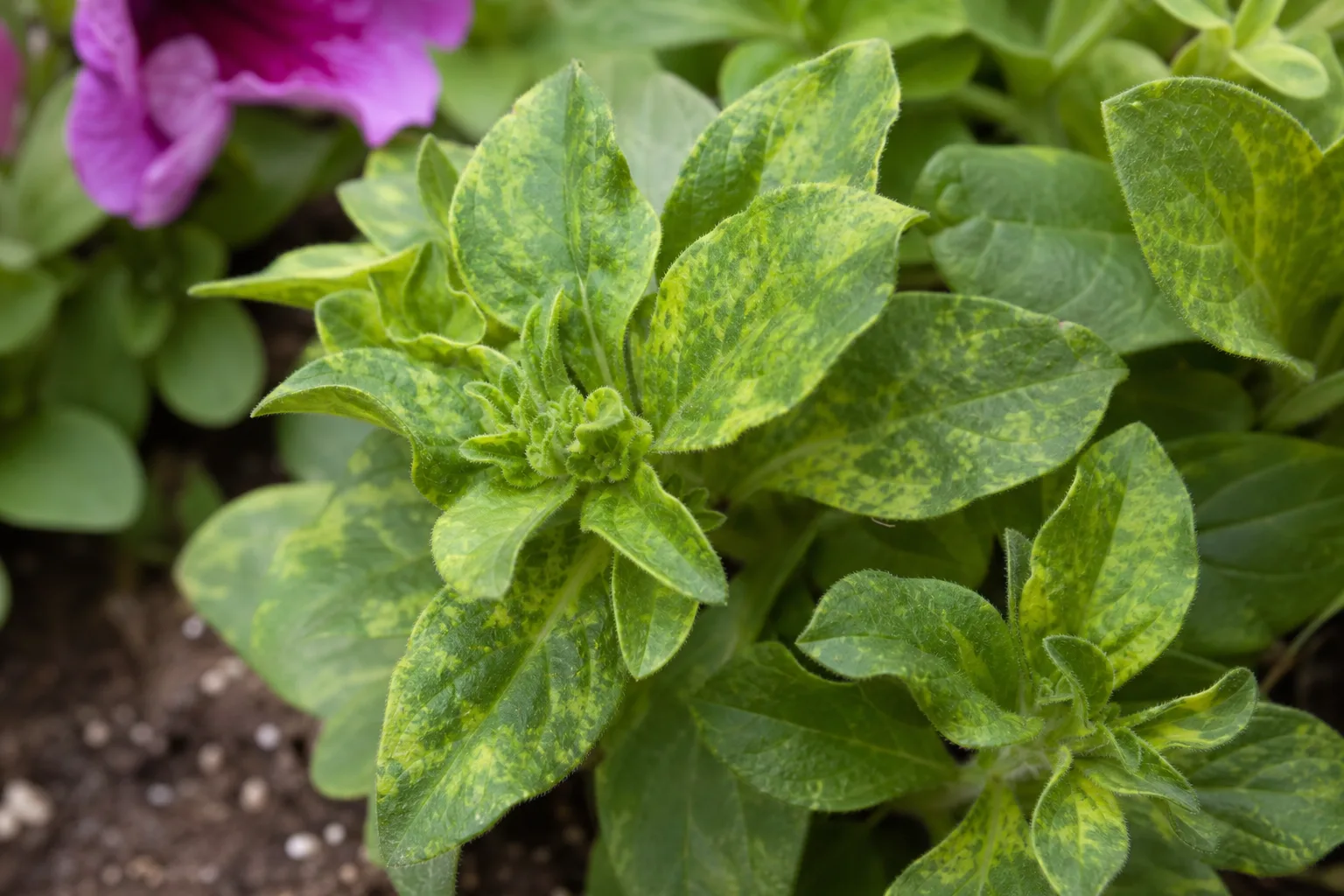 Mosaic Virus on Petunia - visible symptom on the plant