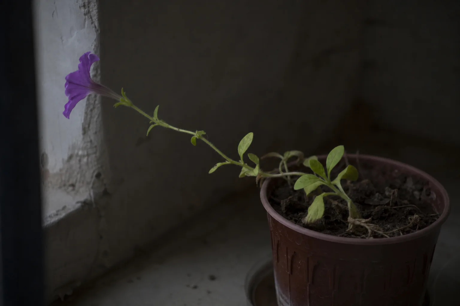 Not Enough Light on Petunia - visible symptom on the plant
