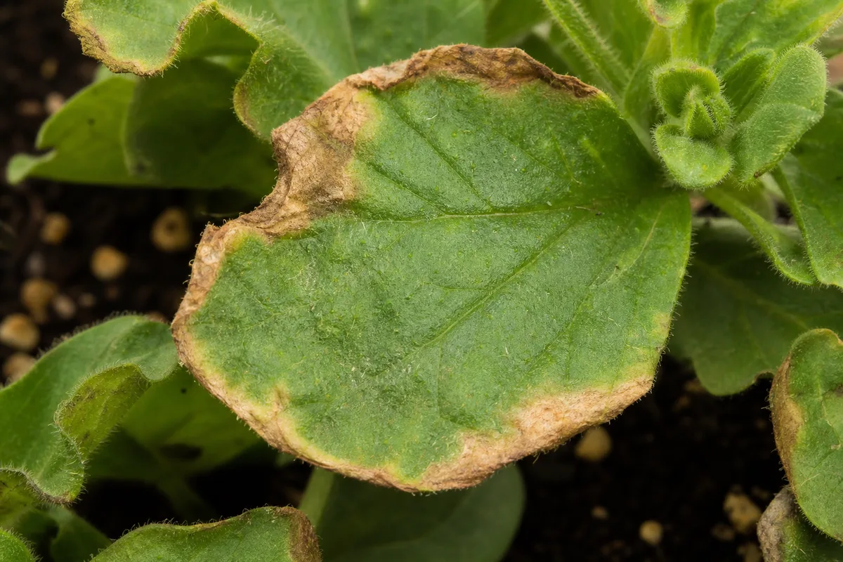Close-up of Overfertilization on Petunia - diagnostic detail