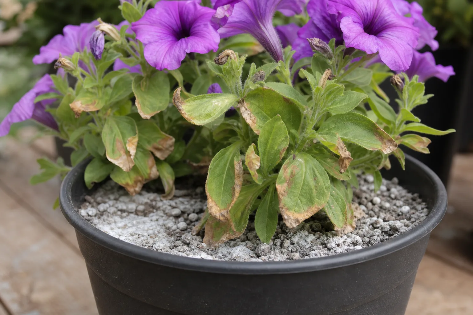 Overfertilization on Petunia - visible symptom on the plant
