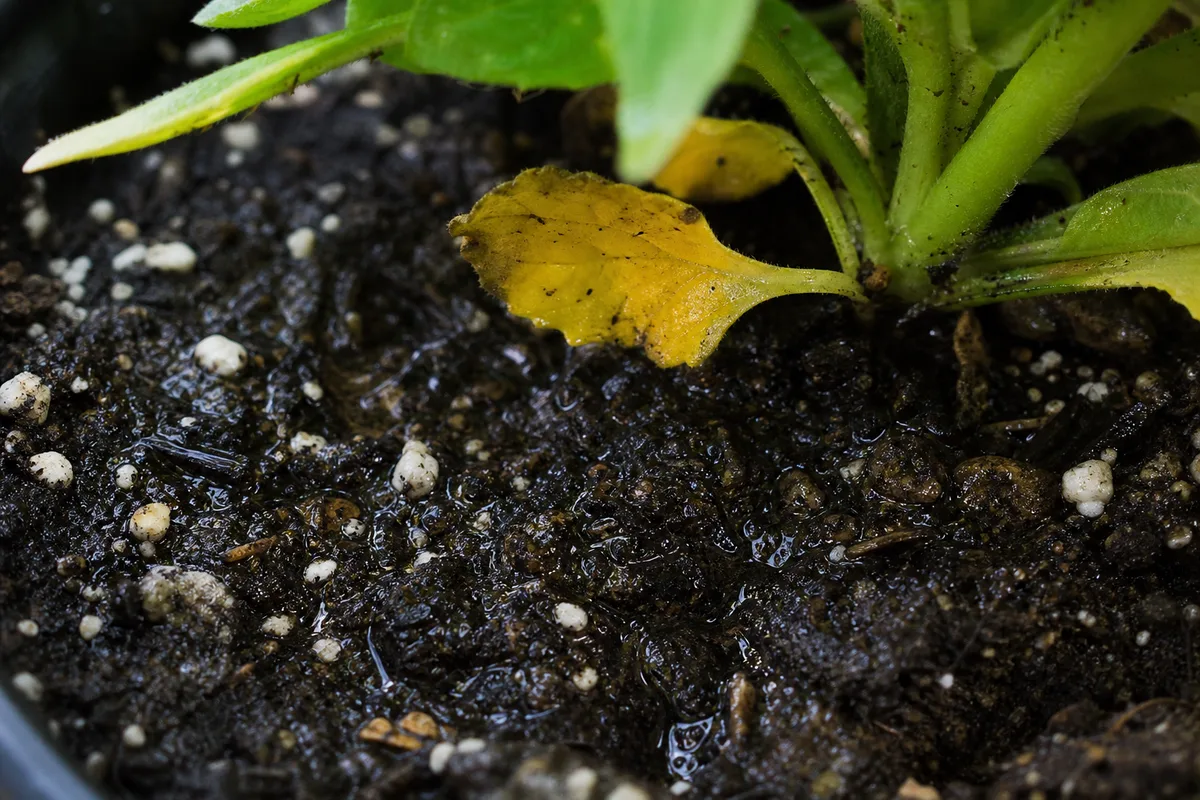 Close-up of Poor Drainage on Petunia - diagnostic detail