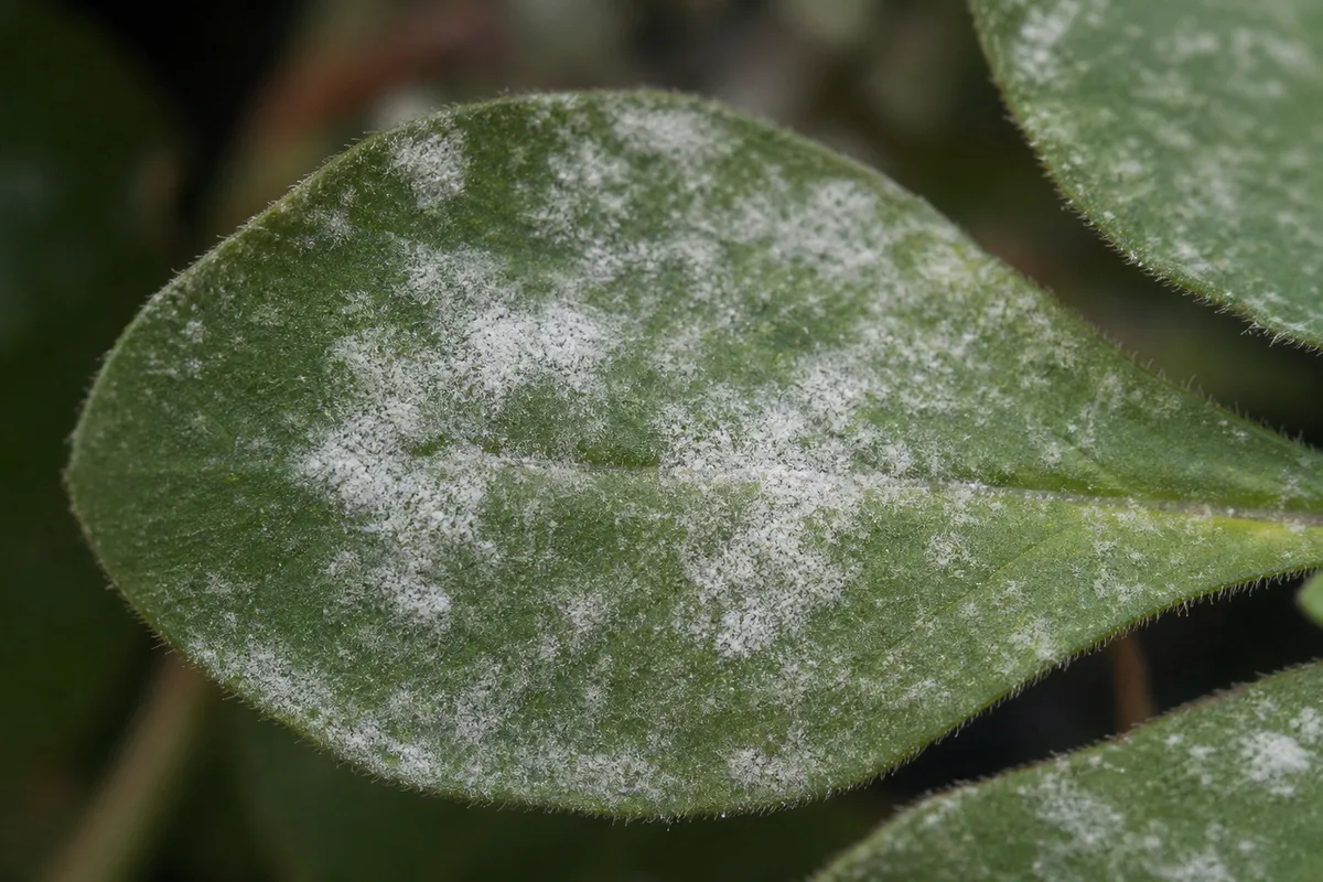 Close-up of Powdery Mildew on Petunia - diagnostic detail