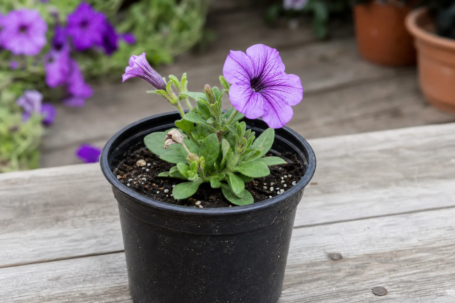 Slow Growth on Petunia - visible symptom on the plant