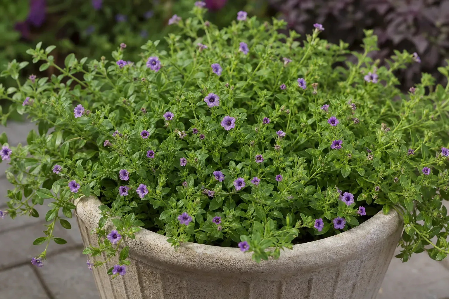 Small Flowers on Petunia - visible symptom on the plant
