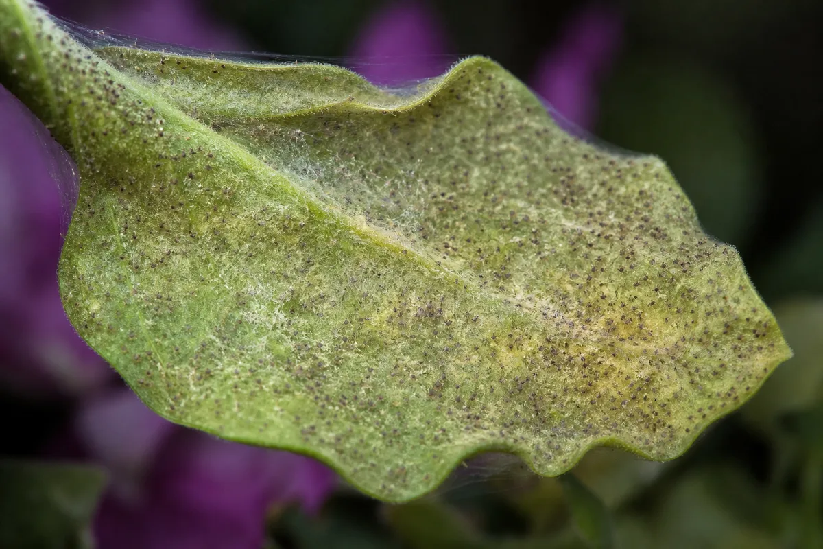 Close-up of Spider Mites on Petunia - diagnostic detail
