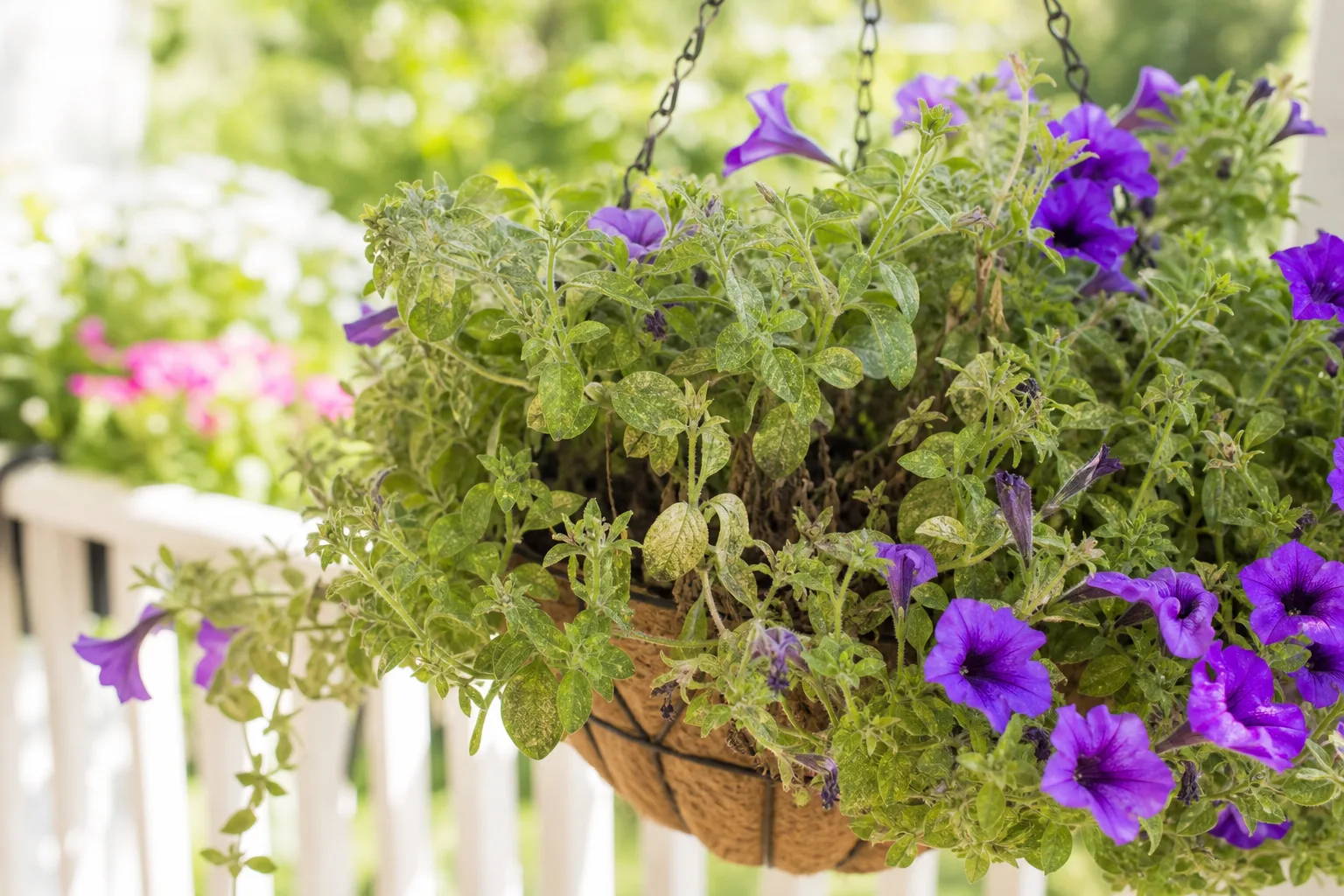 Spider Mites on Petunia - visible symptom on the plant