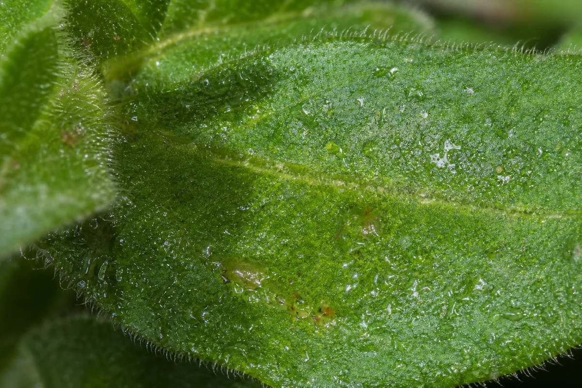 Close-up of Sticky Leaves on Petunia - diagnostic detail