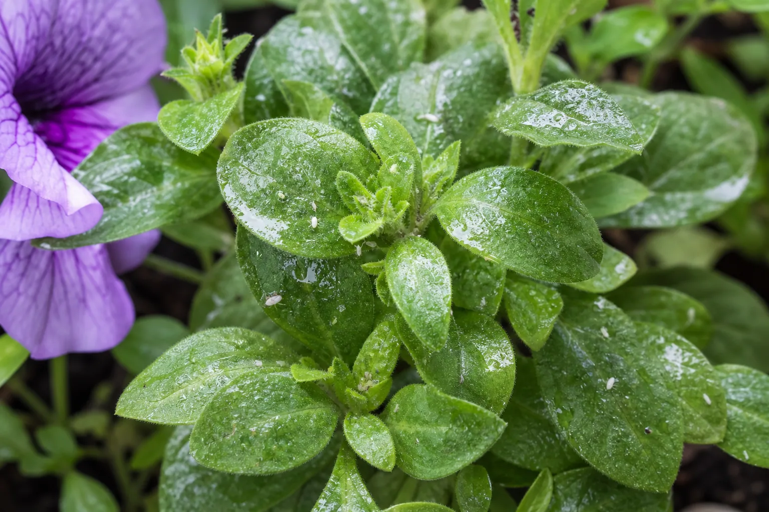 Sticky Leaves on Petunia - visible symptom on the plant