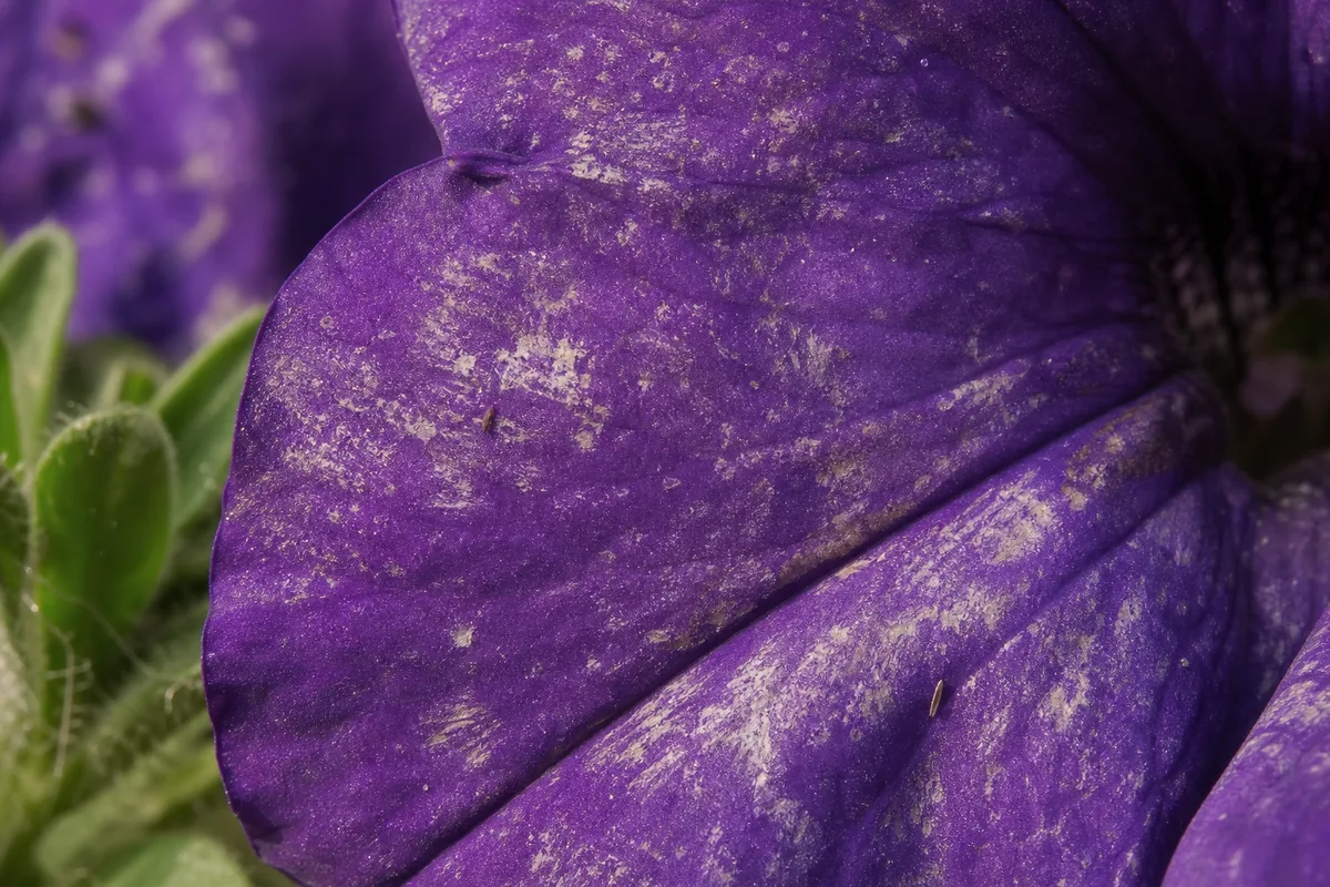 Close-up of Thrips on Petunia - diagnostic detail