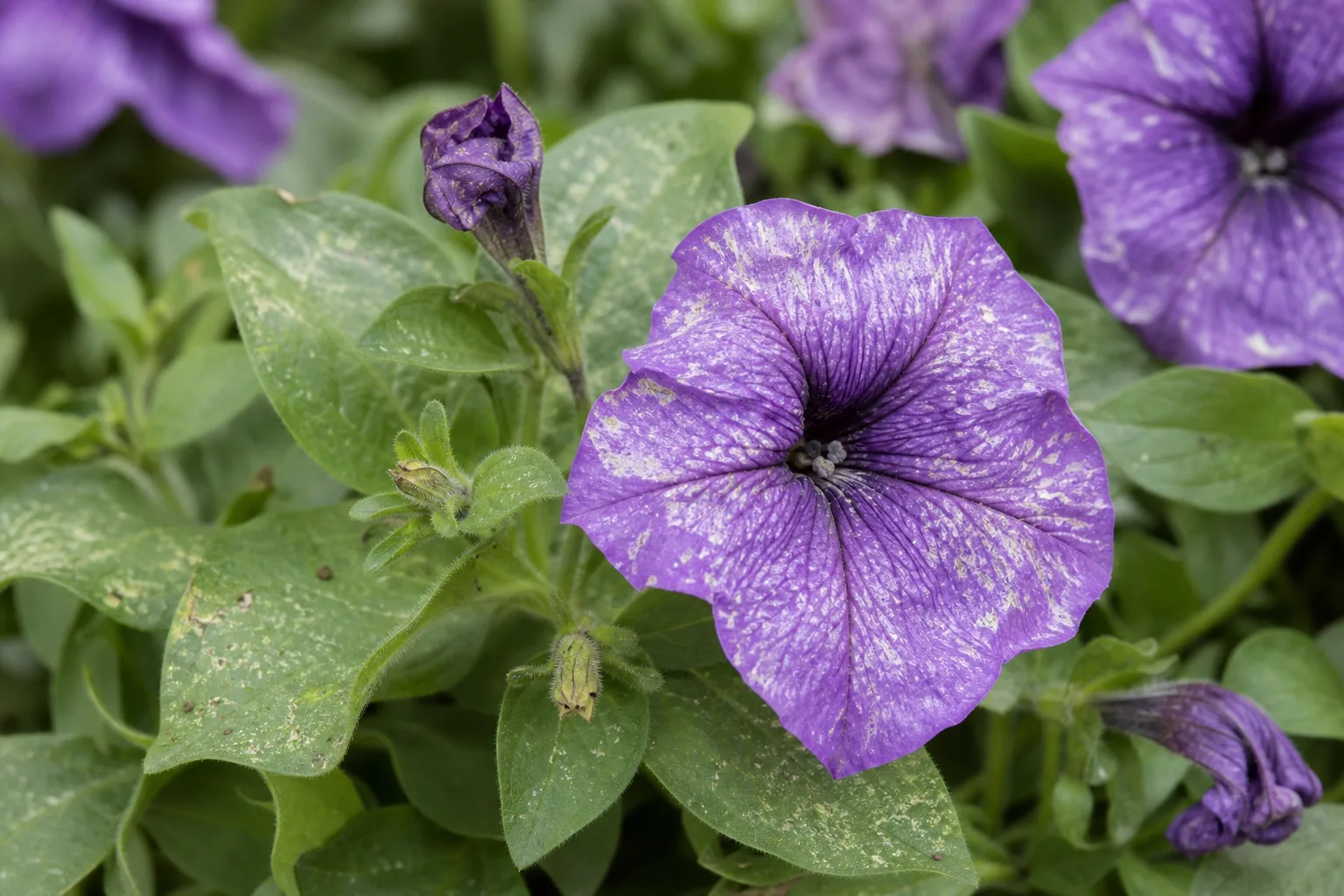 Thrips on Petunia - visible symptom on the plant