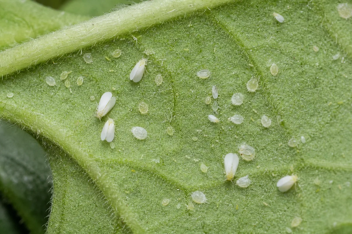 Close-up of Whiteflies on Petunia - diagnostic detail