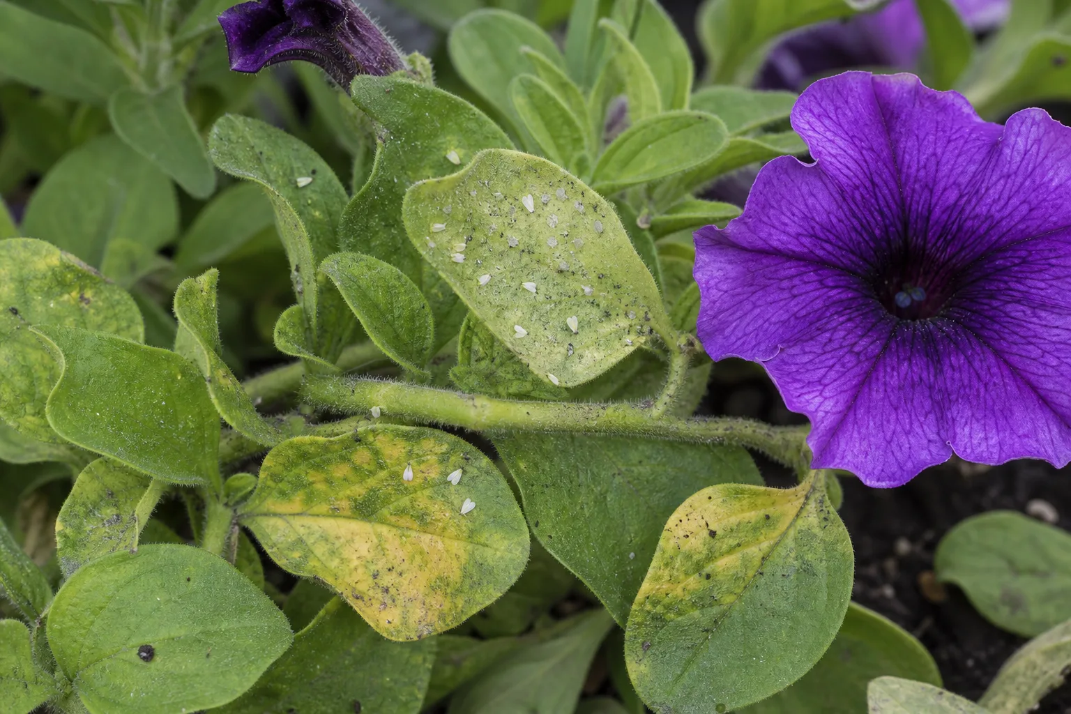 Whiteflies on Petunia - visible symptom on the plant