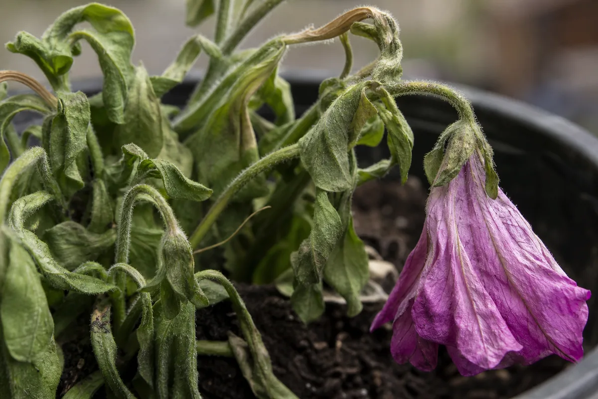 Close-up of Wilting on Petunia - diagnostic detail