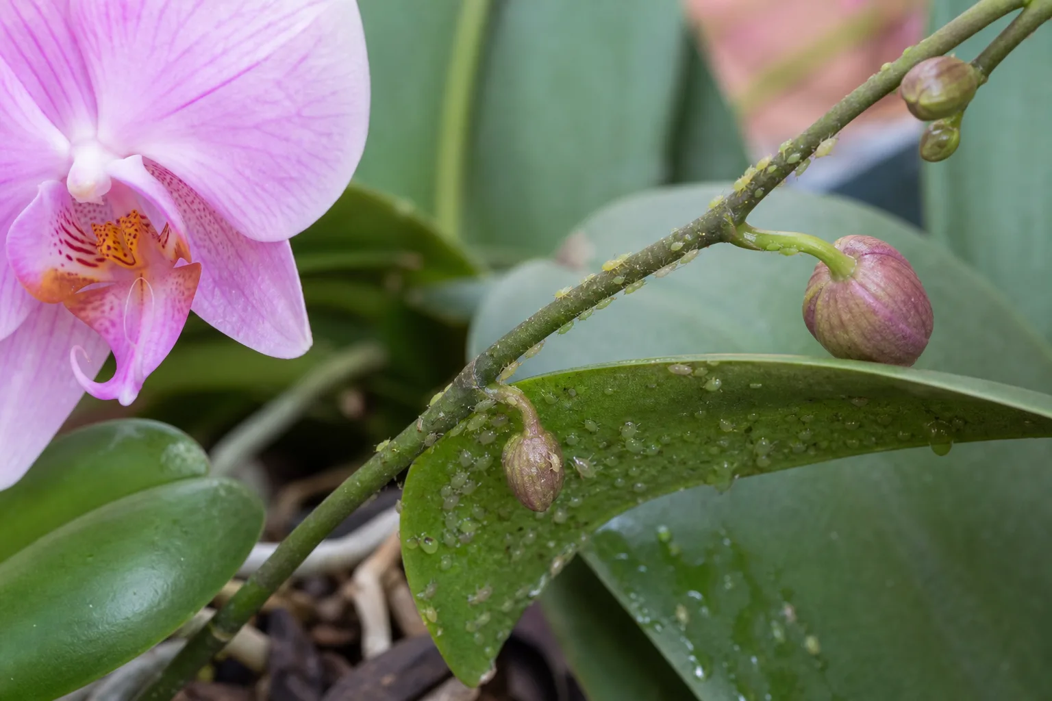 Aphids on Phalaenopsis Orchid - visible symptom on the plant