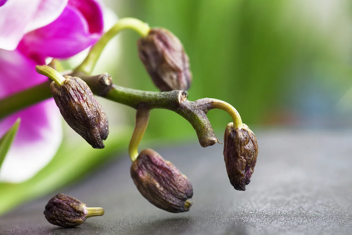 Close-up of Bud Drop on Phalaenopsis Orchid - diagnostic detail