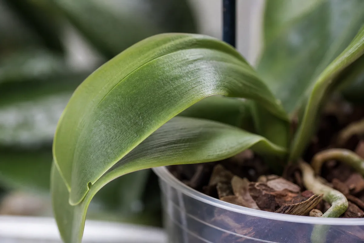 Close-up of Drooping Leaves on Phalaenopsis Orchid - diagnostic detail