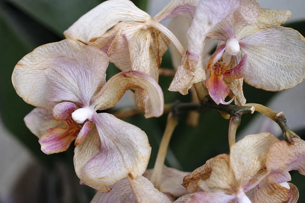 Close-up of Faded Flowers on Phalaenopsis Orchid - diagnostic detail