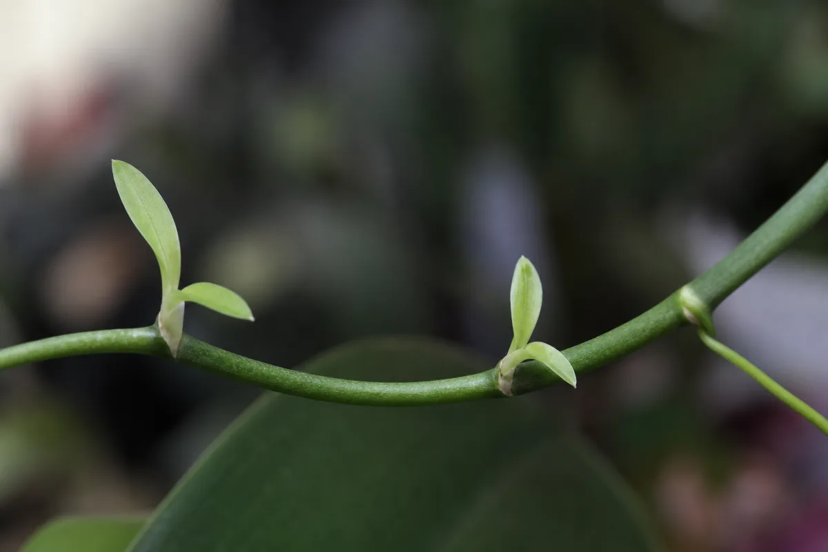 Close-up of Leggy Growth on Phalaenopsis Orchid - diagnostic detail