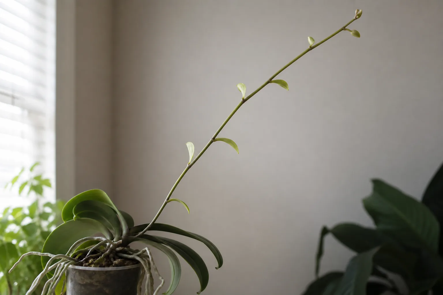 Leggy Growth on Phalaenopsis Orchid - visible symptom on the plant