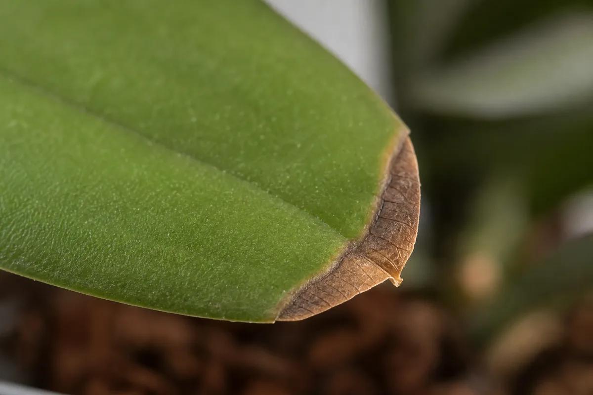 Close-up of Low Humidity on Phalaenopsis Orchid - diagnostic detail