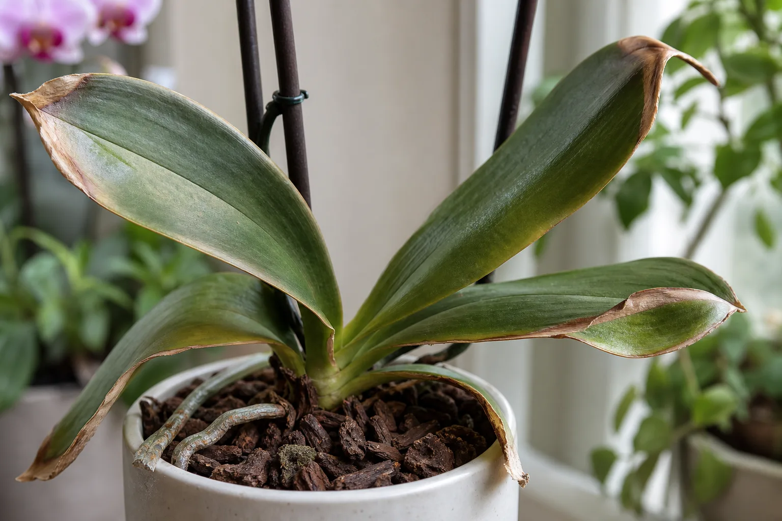 Low Humidity on Phalaenopsis Orchid - visible symptom on the plant