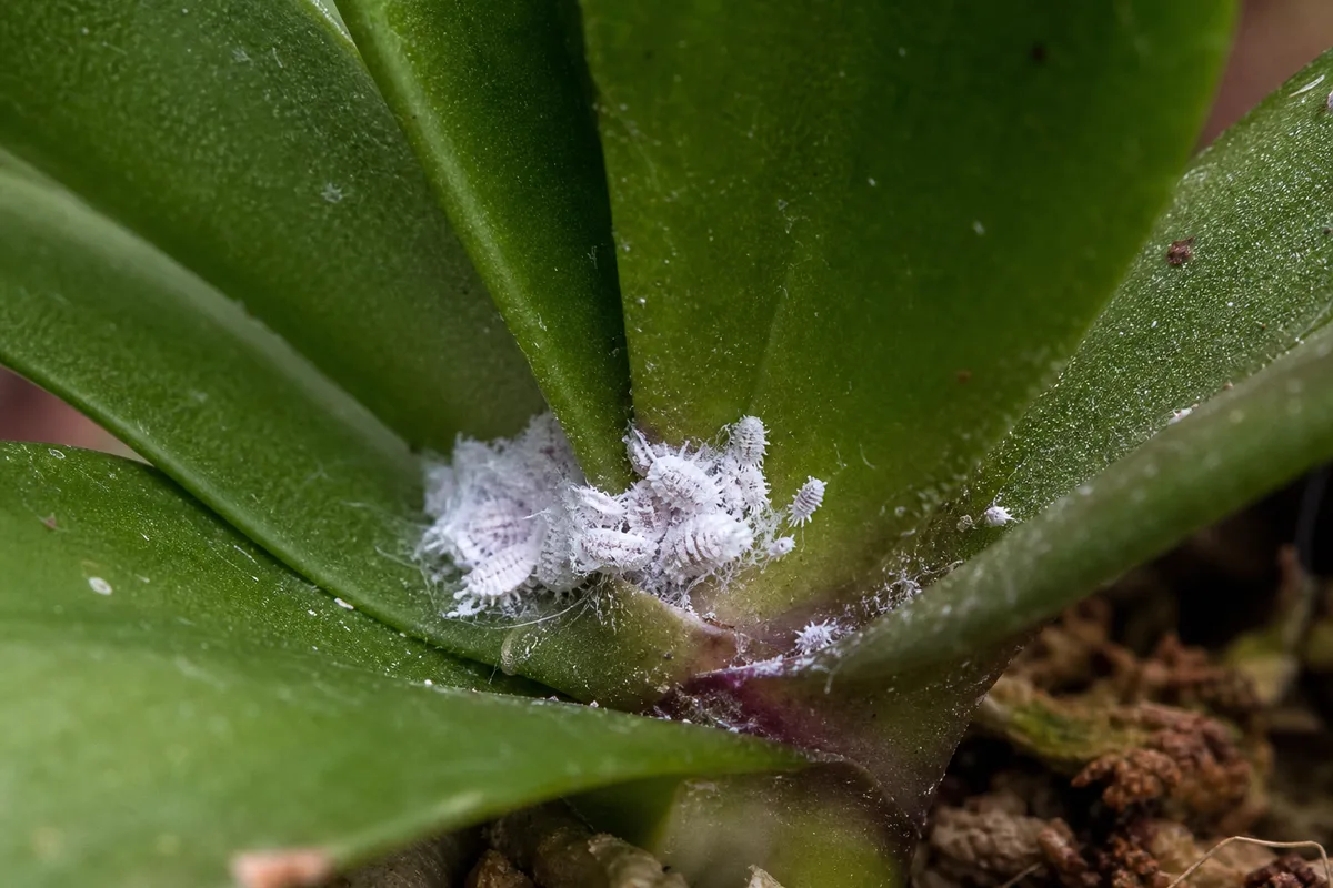 Close-up of Mealybugs on Phalaenopsis Orchid - diagnostic detail
