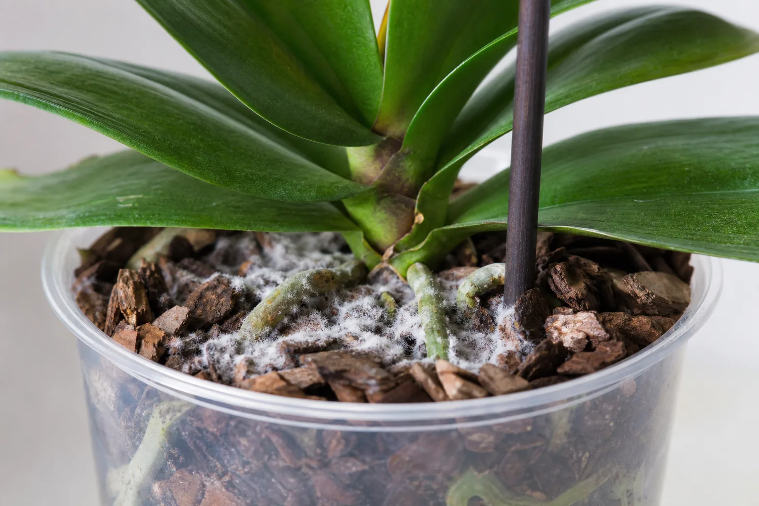 Mold on Soil on Phalaenopsis Orchid - visible symptom on the plant