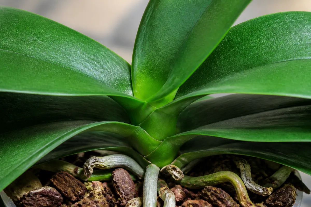 Close-up of No Flowers on Phalaenopsis Orchid - diagnostic detail